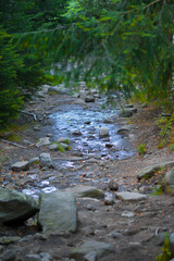 A forest road with a pool in the middle