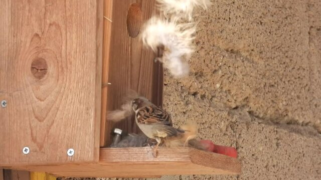 Haussperling (Passer domesticus)