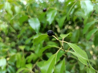 Beautiful black Sandalwood Santalum Album Fruit and Leaf wide shot with leafy background