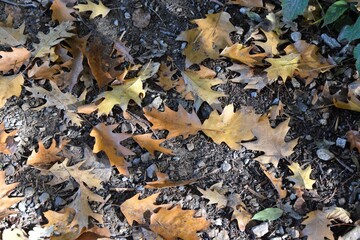 Herbstlaub