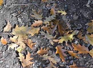 Herbstlaub
