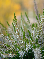 White heather