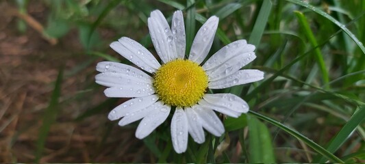 Daisy after rainfall