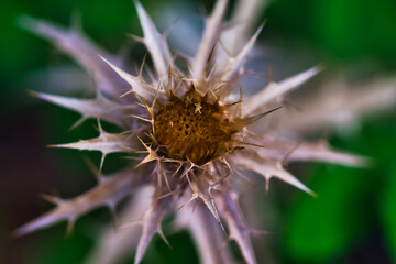star shaped dried flower in camp