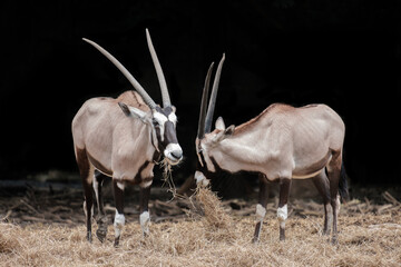 Two large antelopes eat straw in farm.
