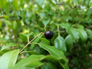 Beautiful black Sandalwood Santalum Album Fruit and Leaf wide shot photo selective focused