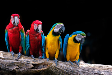 Four parrots on branch.