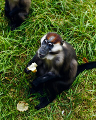 Monkey eating apple on green grass in zoo inclosure