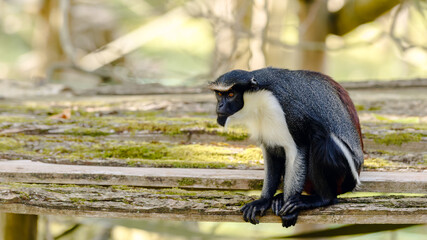 Monkey sitting on a tree in zoo inclosure