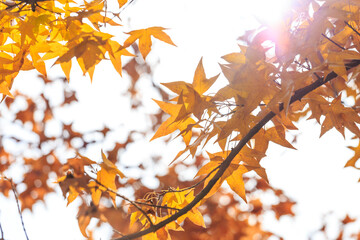 Naklejka na ściany i meble In autumn, the leaves on the trees turn yellow slowly