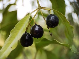 Beautiful black Sandalwood Santalum Album Fruit and Leaf Macro photo selective focused