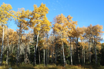 Autumns Forest, Jasper National Park, Alberta