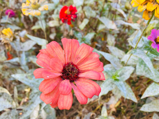 pink flowers in the field