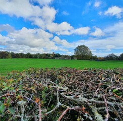 tree in a field
