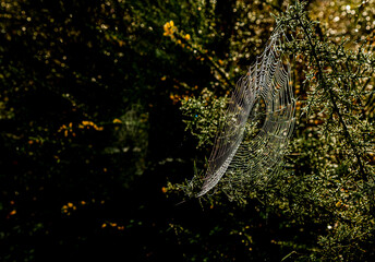 Telas de araña