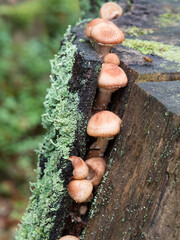 Groupe de champignons sortant de l'écorce d'un tronc d'arbre
