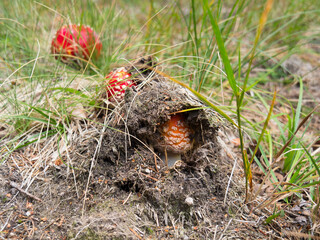 Champignon : Amanite tue-mouche sortant de terre