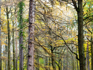 colorful larch and pine trees in forest of city park on autumn day