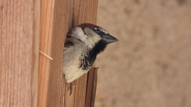 Haussperling (Passer domesticus)