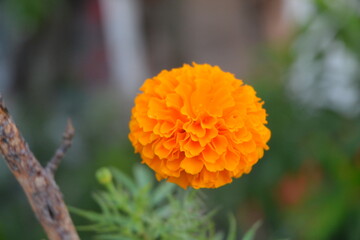 Marigold flowers in garden.