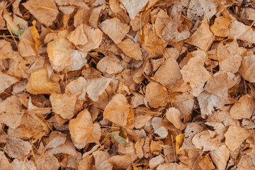 Background group autumn orange leaves. Outdoor.