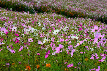 満開のコスモス花畑が晴れた空に美しい