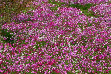 満開のコスモス花畑が晴れた空に美しい