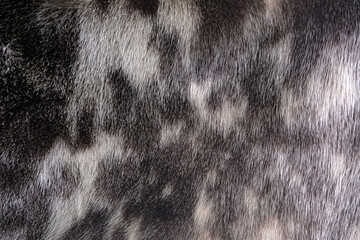 Beautiful background from spotted natural fur (seal)