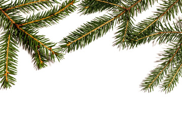 Fototapeta na wymiar Christmas tree branches on a white background