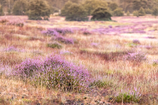 Landcape covered with heather and dry gras in late summer, violet heather grows in small bushes, small, trees in the background