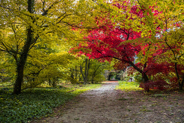 Autumn trees alley with colorful leaves in the park