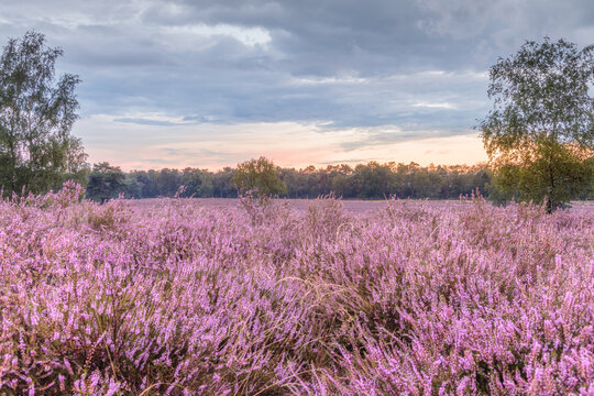 close-up shot of violet heather flowers, also known as ling or Calluna vulgaris, growing in small bushes all over the place, they like sandy and dry soil