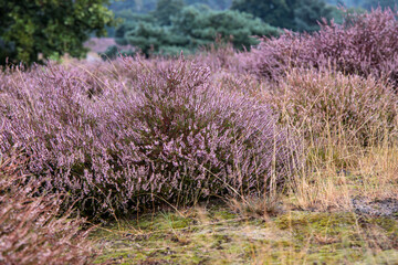 Obraz premium close-up shot of violet heather bush, also known as ling or Calluna vulgaris, growing in small bushes all over the place, they like sandy and dry soil