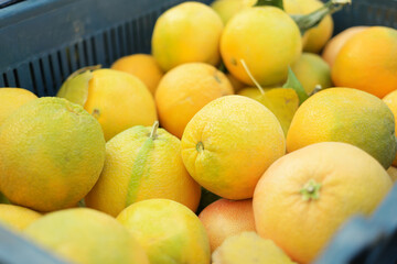 Pile of freshly picked oranges in basket. Orange basket in grocery store. Fruit market.