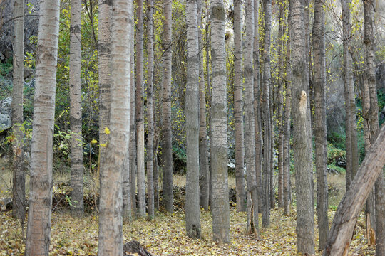 Forest trees trunks background. Woodland in autumn season. Beautiful nature landscape.