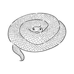 Snake sketch, snake, vector sketch illustration wild animal
