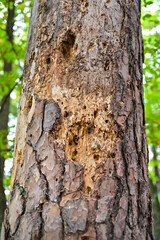 Obraz premium Baumstamm eines vom Borkenkäfer befallenem Nadelbaum