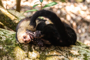 The overwhelming beauty of the flora and fauna of Costa Rica. Photos taken during a tour through this beautiful country,
