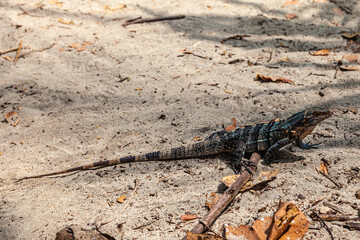 The overwhelming beauty of the flora and fauna of Costa Rica. Photos taken during a tour through this beautiful country,
