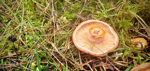 Grzyby z lasu © GdzieCo