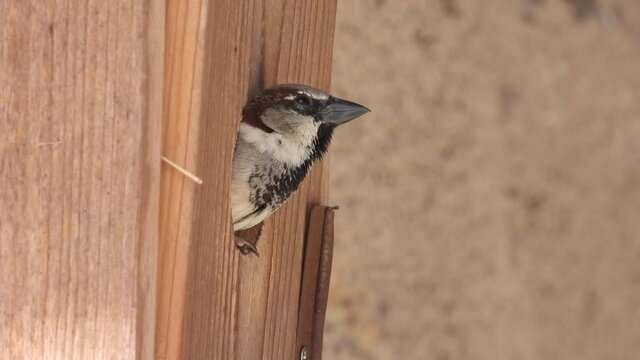 Haussperling (Passer domesticus)