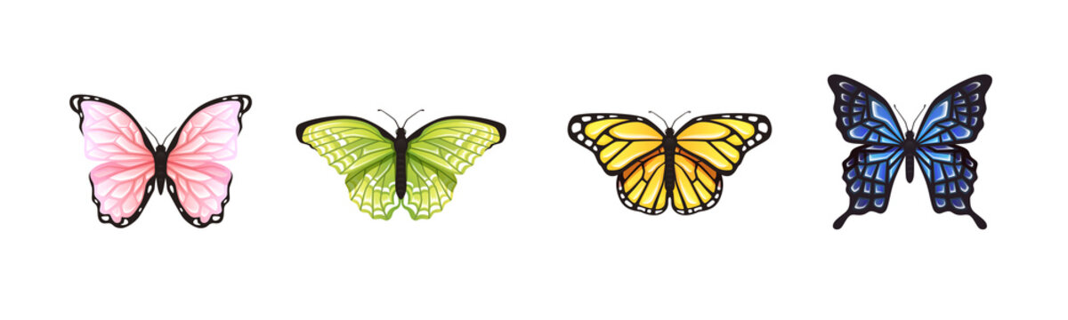 Butterfly set isolated on a white background. Vector illustration. Big butterflies collection. Colorful. Different bright colors. Realistic. Cute simple cartoon design. Flat style.