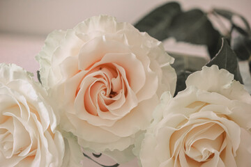 Delicate flowers of white roses, close-up.