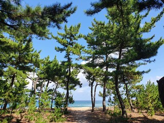 Fototapeta premium trees on the beach