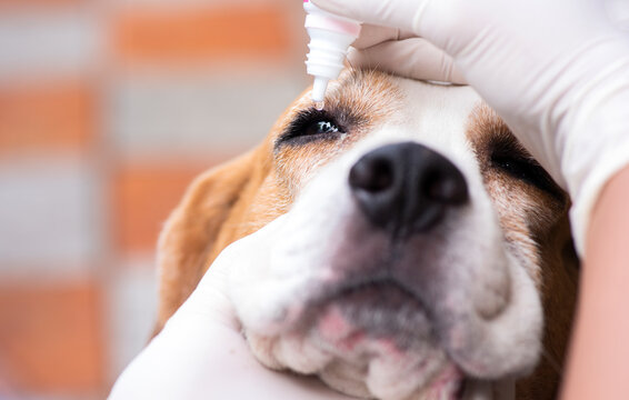 Veterinary drug eye drops beagle dogs prevent infectious diseases Cherry eye disease in the eyes of pets.Selective focus  Dog Eye