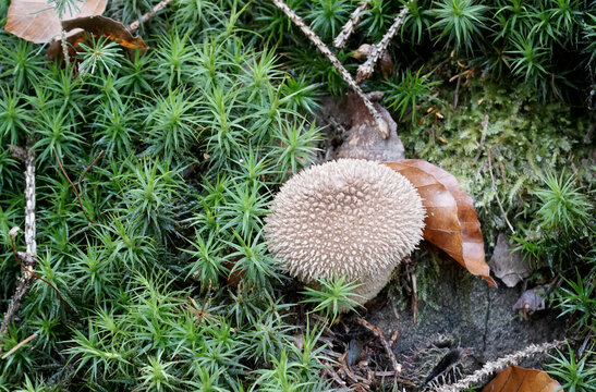 รูปภาพBauchpilz เลือกดูภาพถ่ายสต็อก เวกเตอร์ และวิดีโอ256 Adobe Stock
