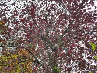 cherry blossom,baum, frühling, aufblühen, blume, cherry, natur, himmel, ast, pink, blühen, pflanze, blume, sakura, blau, blatt, jahreszeit, garden, green, herbst, weiß, blatt, japan, schön, schönheit