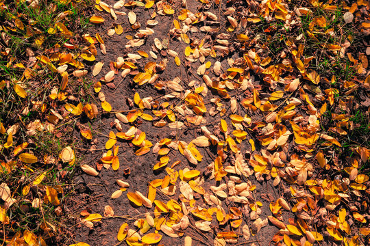 Yellow fall leaves on the ground . Background of autumn foliage