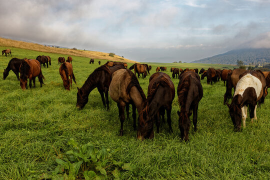 Herd of Hucul pony horses grazing grass on meadow pasture in wild mountains area. Cloudy sky.