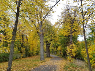 autumn in the park,autumn, forest, fall, tree, nature, landscape, park, leaves, trees, road, yellow, leaf, season, foliage, path, wood, color, orange, woods, outdoors, green, red, golden, colors, oak